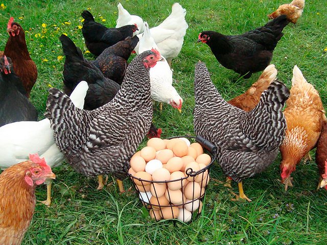 Содержание кур и уход за ними | ЗооТом - продажа, вязка и услуги для животных в Северо-Задонске