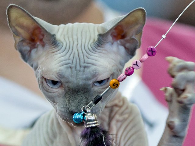 Выставки кошек в Северо-Задонске | ЗооТом портал о животных