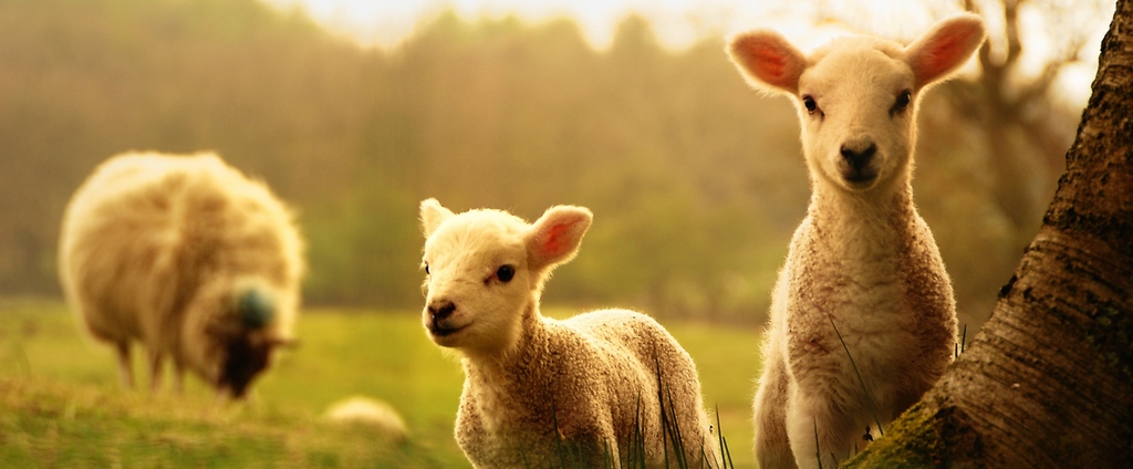 Объявления о сельскохозяйственных животных | ЗооТом - продажа, вязка и услуги для животных в Северо-Задонске