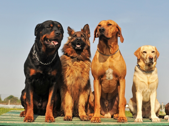 Крупные породы собак в Северо-Задонске | ЗооТом портал о животных