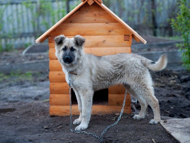 Все о собаках в Северо-Задонске Все о собаках в Северо-Задонске